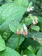 Diverse vaste planten, Vaste plant, Bodembedekkers, Halfschaduw