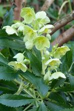 Helleborus, Winter, Halfschaduw, Vaste plant, Overige soorten