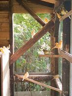 Kanaries, Dieren en Toebehoren, Vogels | Kanaries