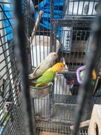 Koppel dwergpapegaai met kooi, Dieren en Toebehoren
