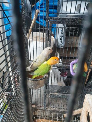 Koppel dwergpapegaai met kooi