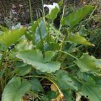 GRATIS 3-tal arondskelkplanten, Ophalen, Winter