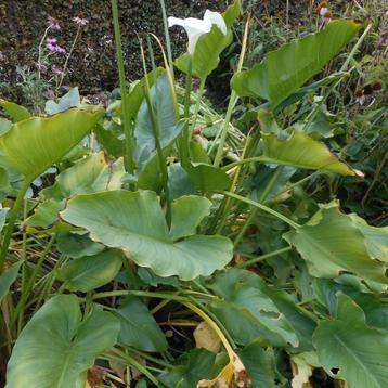 GRATIS 3-tal arondskelkplanten  beschikbaar voor biedingen