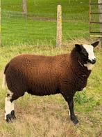 Schaap Ram Zwartbles, Dieren en Toebehoren, Schapen, Geiten en Varkens, Mannelijk, Schaap, 0 tot 2 jaar