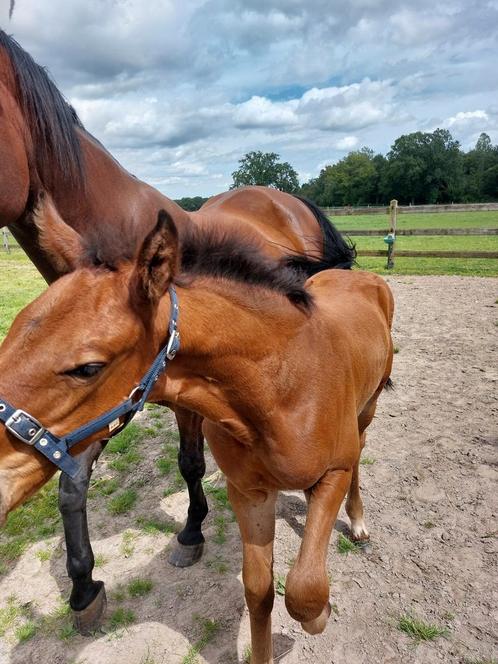 Poulain, Animaux & Accessoires, Chevaux, Étalon, Z, 0 à 2 ans, Cheval de saut, Avec pedigree, Vermifugé, Vacciné