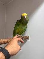 Handtamme amazones, Dieren en Toebehoren, Vogels | Parkieten en Papegaaien, Meerdere dieren, Papegaai, Geringd