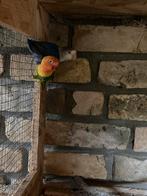 Agapornis Fischeri, Animaux & Accessoires, Oiseaux | Perruches & Perroquets, Perroquet nain ou Inséparable