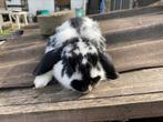 Konijn, Dieren en Toebehoren, Konijnen, Vrouwelijk, Klein, 0 tot 2 jaar