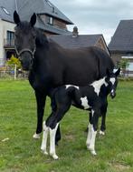 Zwartbont merrieveulen van Ceasar ter Linden, Dieren en Toebehoren, Paarden, Merrie