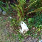 STENEN BEELD LIGGEND VARKEN, Tuin en Terras, Ophalen