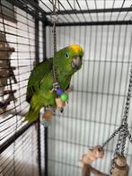 Perroquet amazon Front Jaune, Dieren en Toebehoren, Vogels | Parkieten en Papegaaien, Papegaai