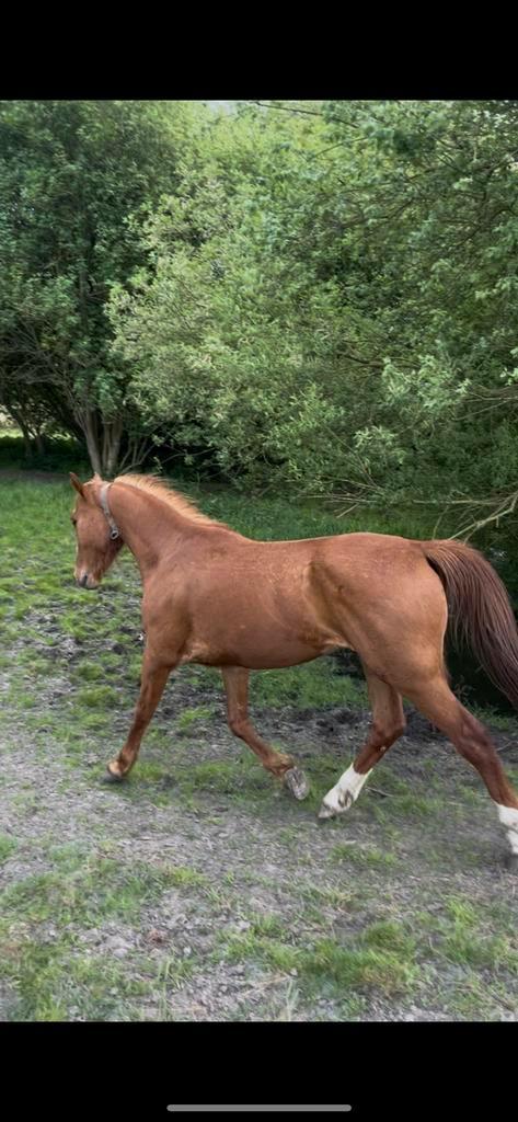 Onbeleerde 3-jarige BWP ruin te koop, Dieren en Toebehoren, Paarden, Ruin