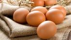 oeufs de poules élevées en plein air : 0,25 € / pièce, Ophalen