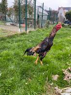 Hint shamo, Dieren en Toebehoren