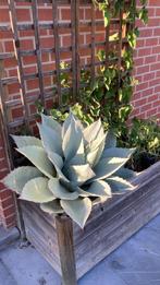Agave ovatifolia iced heart, Ophalen, Vaste plant, Overige soorten, Volle zon