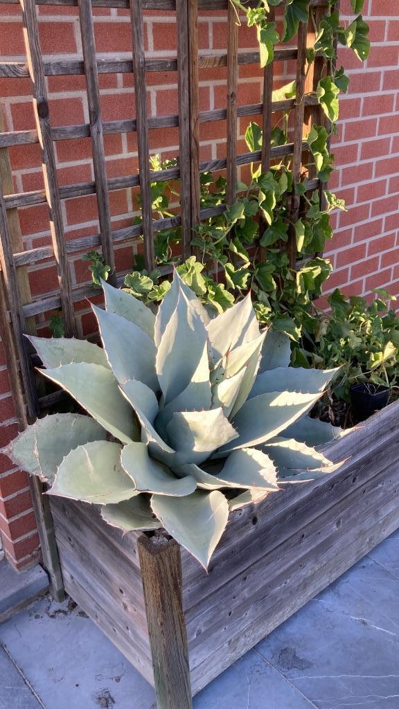 Agave ovatifolia iced heart, Tuin en Terras, Planten | Tuinplanten, Vaste plant, Overige soorten, Volle zon, Ophalen