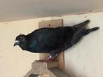 Kleurpostduiven, Dieren en Toebehoren, Vogels | Duiven, Postduif