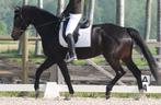 Kingsley Aspen Special S40 dressage rijlaarzen, Comme neuf, Enlèvement, Dressage, Femmes