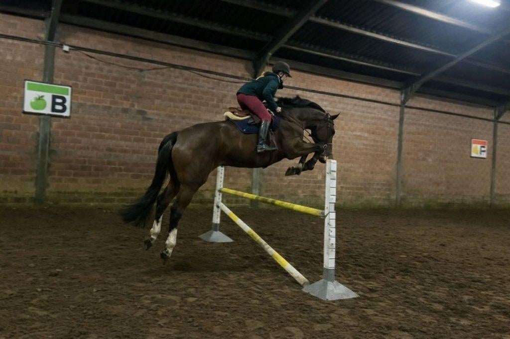 Trainen (jonge) paarden, wedstrijden, zadelmak maken!, Animaux & Accessoires, Box & Pâturages, Élevage, Mise à l'étable, Pâturage