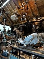 Super jacht trofeeën opgezette dieren, Antiek en Kunst, Ophalen of Verzenden