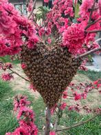 Je suis apiculteur et je récupère les essaim d abeilles, Ophalen