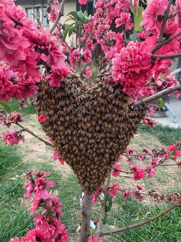 Je suis apiculteur et je récupère les essaim d abeilles, Enlèvement