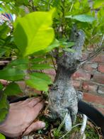 Bonsai wisteria (blauwe regen), Tuin en Terras, Ophalen