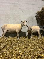 Rouge de l’oust moer met moerelam, Dieren en Toebehoren, Schapen, Geiten en Varkens