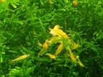 crevettes jaune sur eau du robinet, Animaux & Accessoires, Poissons | Poissons d'aquarium, Homard, Crabe ou Crevette, Poisson d'eau douce