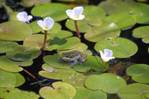 morsure de grenouille, Jardin & Terrasse, Étangs, Neuf, Enlèvement ou Envoi