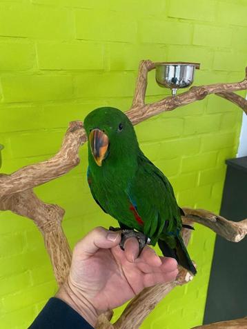 Tamme baby Edelpapegaaien man en pop
 beschikbaar voor biedingen