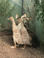 Indische loopeenden, Sexe inconnu, Canard