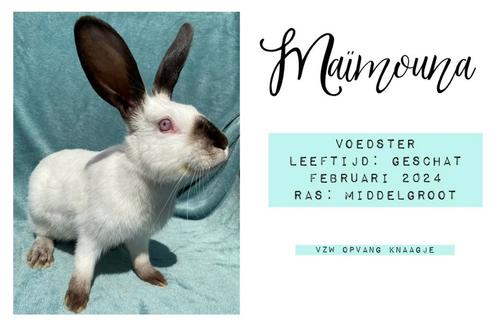 Voedster ter adoptie, Dieren en Toebehoren, Konijnen, Middelgroot, Vrouwelijk, 0 tot 2 jaar