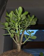 Arbre de Jade, Huis en Inrichting, Ophalen, Vetplant, In pot, Minder dan 100 cm