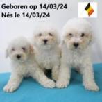 Dwergpoedel - belgische pups te koop, CDV (hondenziekte), Meerdere, 8 tot 15 weken, België