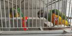 Bonte boeren of senegaalpapegaai, Meerdere dieren, Papegaai, Pratend