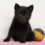 Schipperke - Belgische pups te koop, Dieren en Toebehoren, Honden | Herdershonden en Veedrijvers, België, CDV (hondenziekte), 8 tot 15 weken