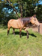 Zeer lieve solid buckskin APHA merrie, Dieren en Toebehoren, Paarden, Merrie, Zadelmak