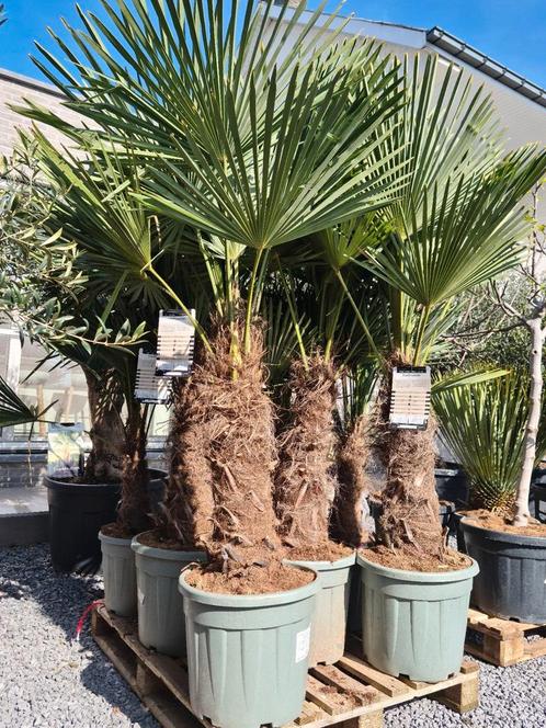 Nieuwe aanvoer! Winterharde palmbomen Trachycarpus Fortunei, Tuin en Terras, Planten | Bomen, Ophalen