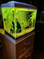 Aquarium, Enlèvement