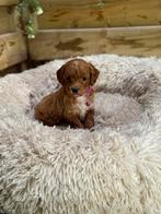 Mini/medium labradoodle pups, België, Overige rassen, CDV (hondenziekte), 8 tot 15 weken