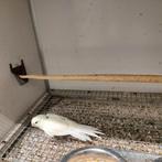 kakarikis 2 x creme split fallow en 1x blauwbont, Meerdere dieren, Parkiet, Geringd