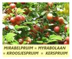 SUPERPROMO!!! Forse MIRABEL-PRUIMENBOMEN! LAAGSTAM 10€/Stuk!, Tuin en Terras, Planten | Fruitbomen, Ophalen, 100 tot 250 cm, Pruimenboom