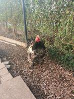 Heel grote krulveer brahma, Mannelijk, Kip