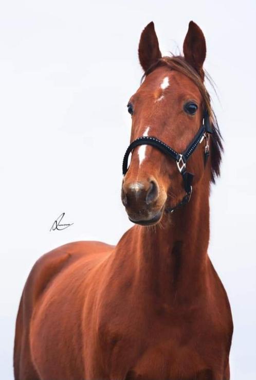 Joli cheval de loisir, Animaux & Accessoires, Chevaux, Hongre, B, 160 à 165 cm, 11 ans ou plus, Cheval de récréation, Avec pedigree