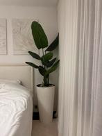 Plant met pot, Immo, Appartementen en Studio's te huur, Mechelen