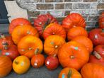 Laatste pompoenen te koop, Zakelijke goederen, Landbouw | Aardappelen, Groenten, Fruit en Vlees, Ophalen