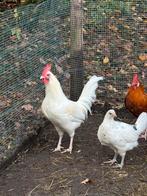 Haan - gratis, Dieren en Toebehoren