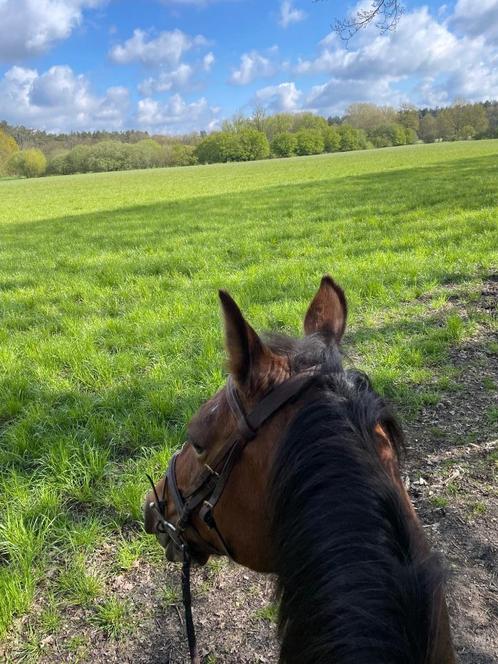 Recreatiepaard, Dieren en Toebehoren, Paarden, Merrie, Niet van toepassing, 160 tot 165 cm, 11 jaar of ouder, Recreatiepaard, Gechipt