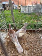 Lachduif Frosty Phaeo DF x Phaeo DF, Dieren en Toebehoren